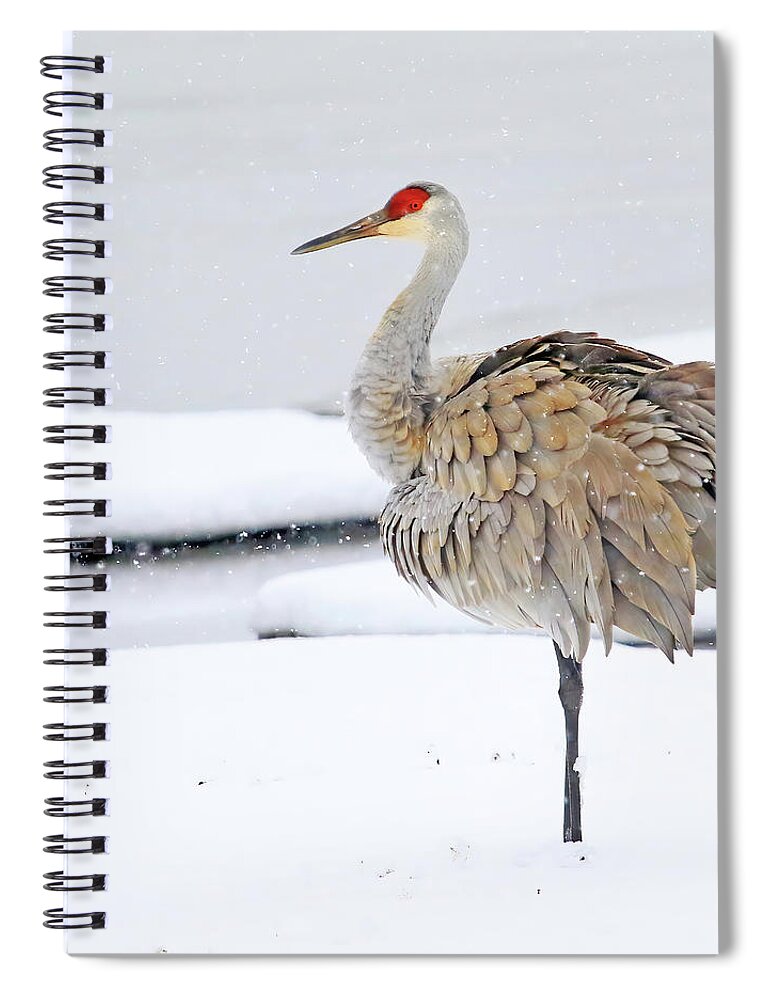 Sandhill Crane; Wild Bird; Cranes; Winter Scene; Snow; Michigan Spiral Notebook featuring the photograph A Sandhill Crane Standing in Snow by Shixing Wen