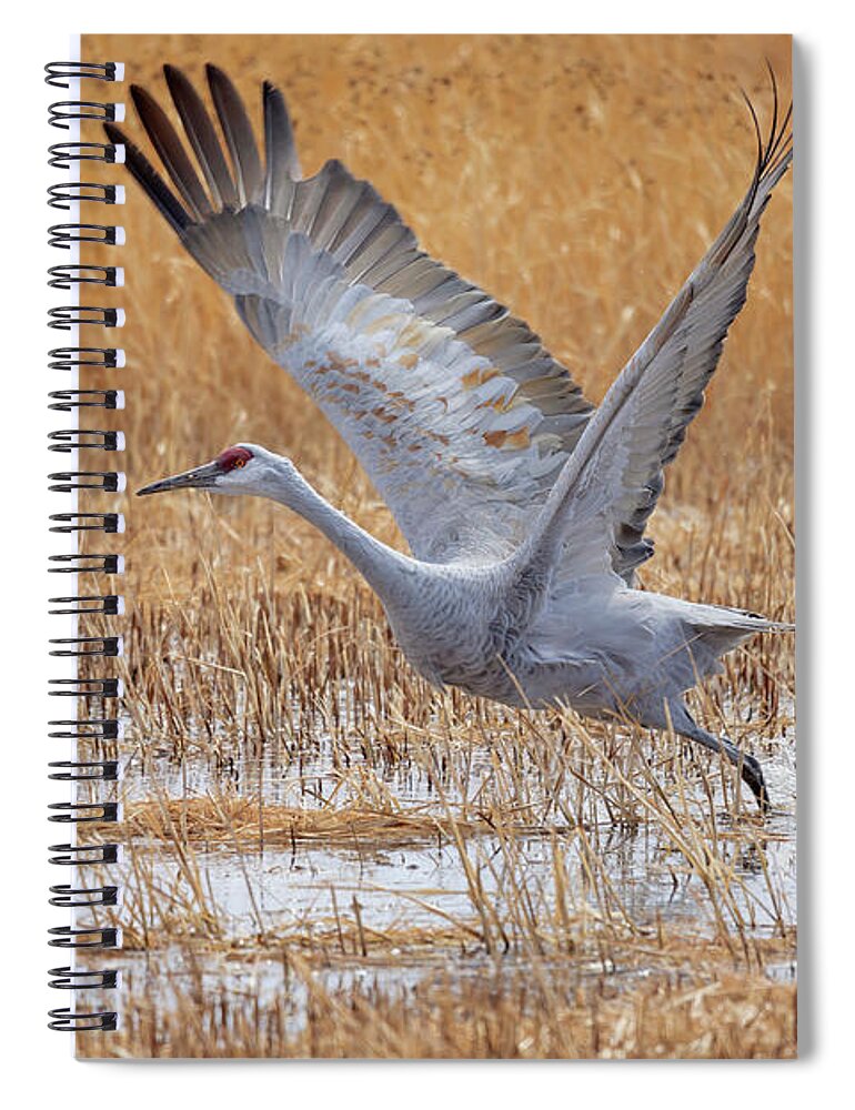 Bosque Del Apache Spiral Notebook featuring the photograph A Sandhill Takes Flight 4 by Susan Rissi Tregoning