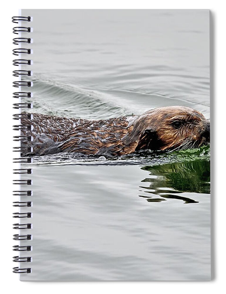 Sea Otter Spiral Notebook featuring the photograph A Sea Otter swimming in Backwater by Amazing Action Photo Video