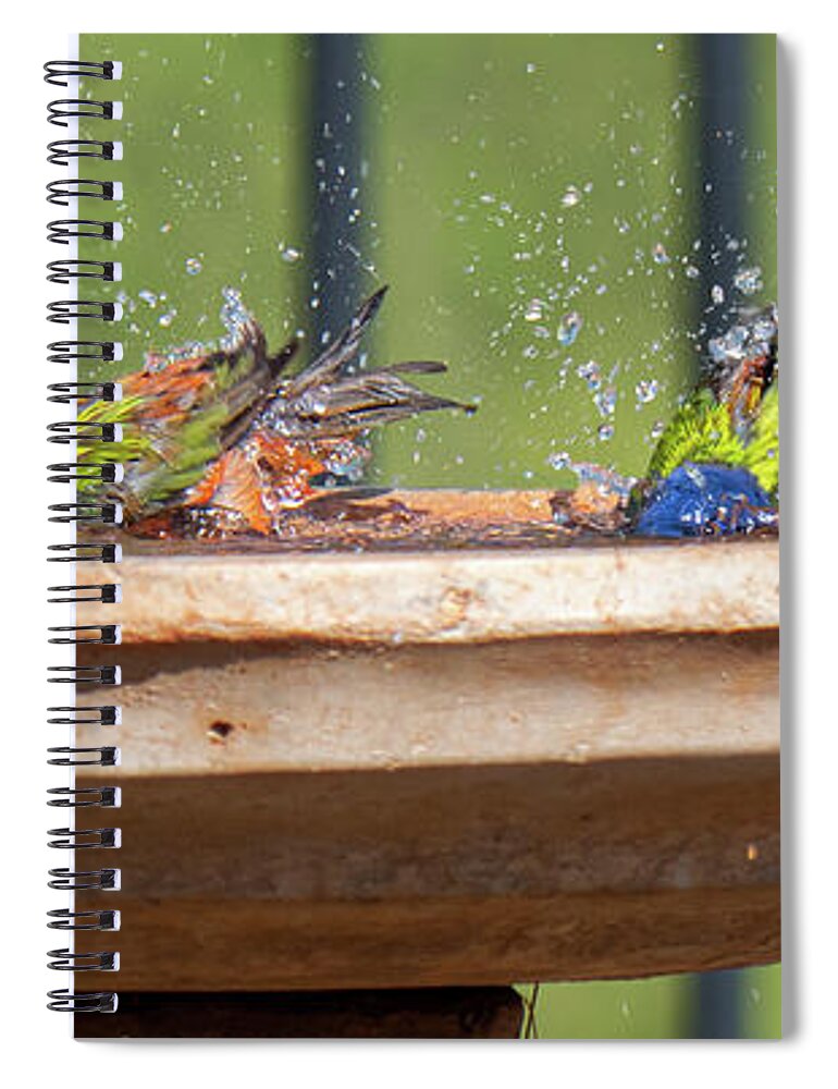 Paintedbunting Spiral Notebook featuring the digital art A SPLASH of Color by Steve Templetoon