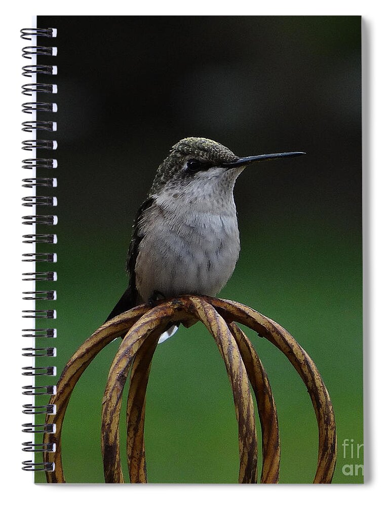 5 Star Spiral Notebook featuring the photograph A Sunday Pose by Christopher Plummer