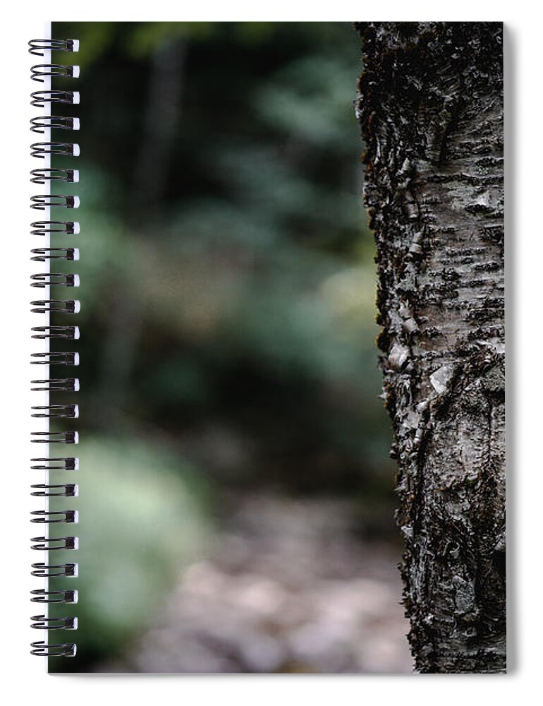 Photography Spiral Notebook featuring the photograph A Tree Along the Trail by Evan Foster