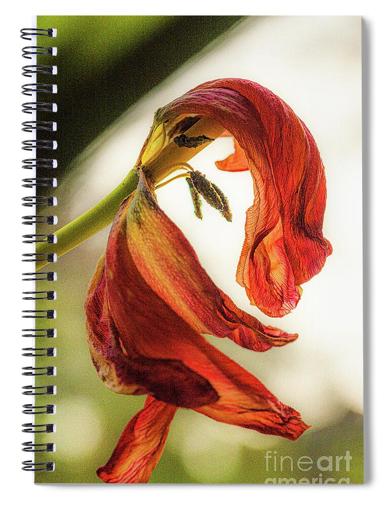 Bloem Spiral Notebook featuring the photograph A tulip's last bow by Casper Cammeraat
