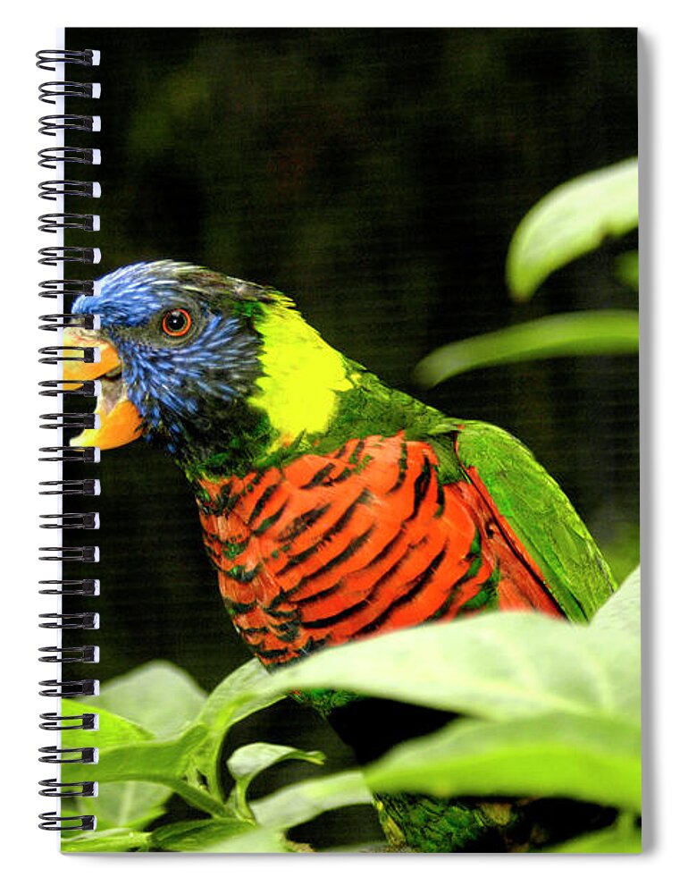 Bird Spiral Notebook featuring the photograph A very talkative squawking lorikeet is making quite a noise.	 by Gunther Allen