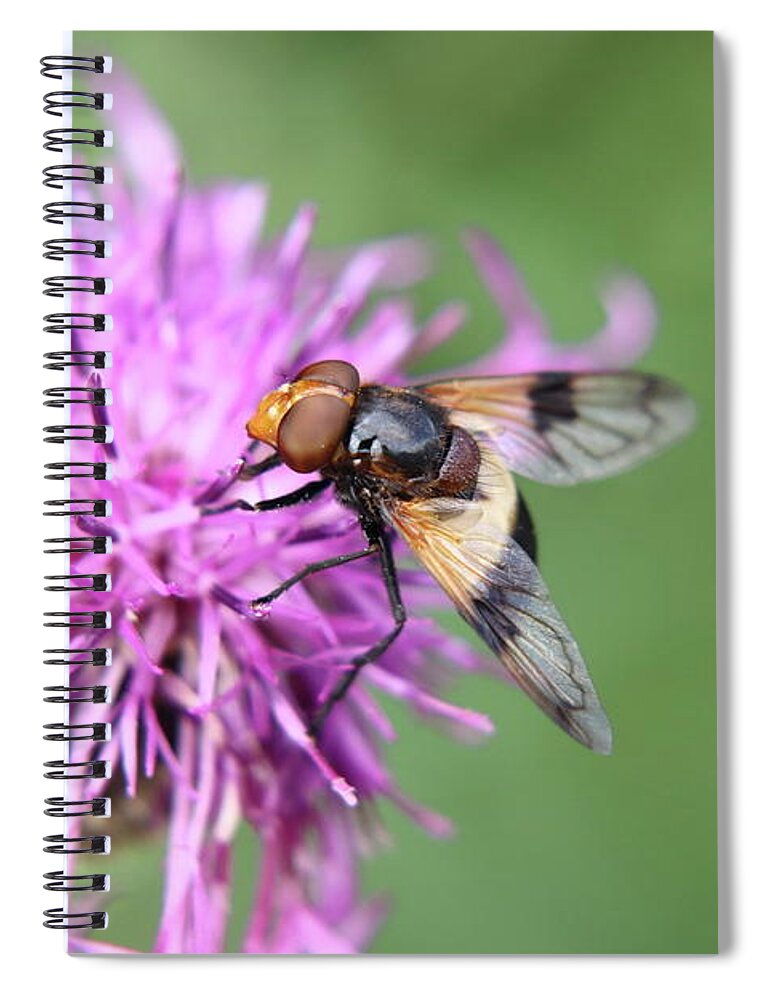 Volucella Pellucens Spiral Notebook featuring the photograph A Volucella pellucens pollinating red clover by Vaclav Sonnek