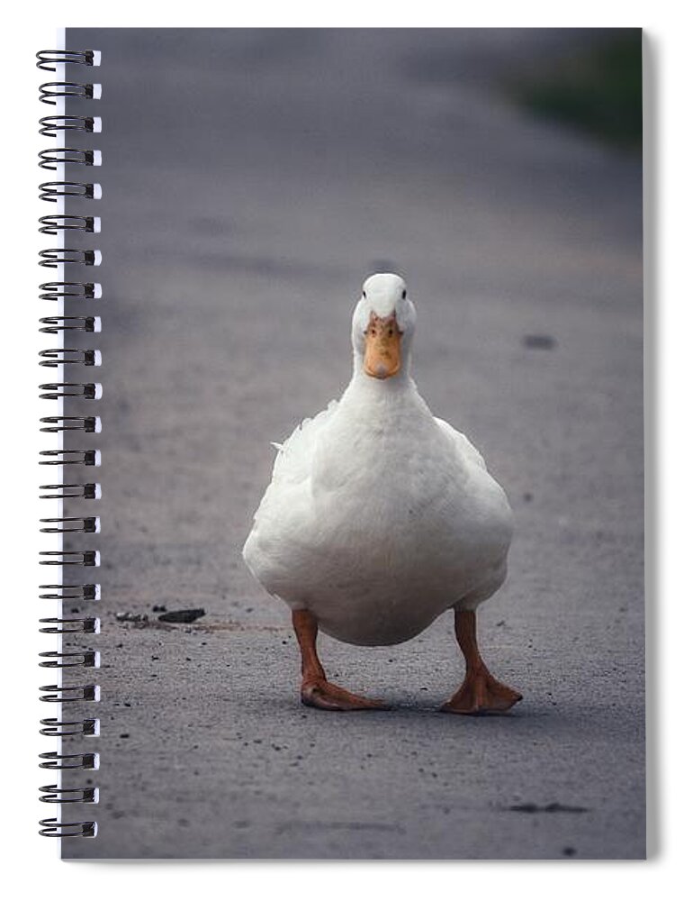 Photo Spiral Notebook featuring the photograph A walk in the Park by Evan Foster