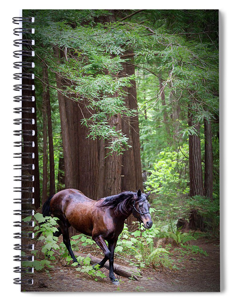 Horse In The Redwoods Spiral Notebook featuring the photograph A Walk in the Park by Pamela Steege