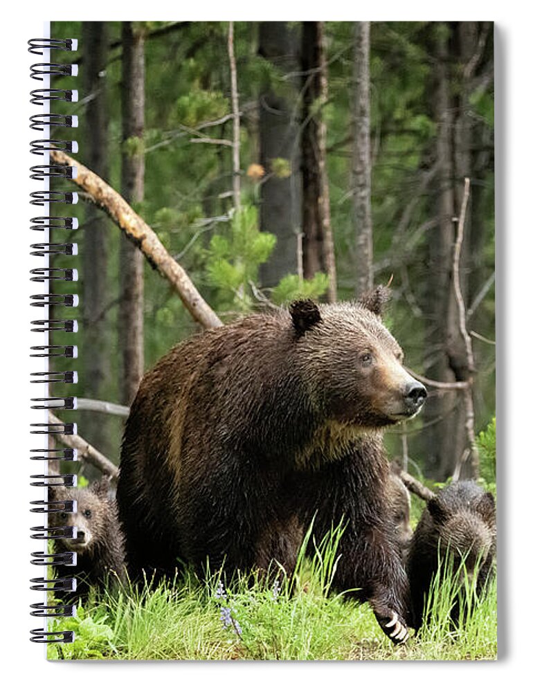 Grizzly Spiral Notebook featuring the photograph A Walk Through the Forest - Grizzly 399 and Her Four Cubs by Belinda Greb