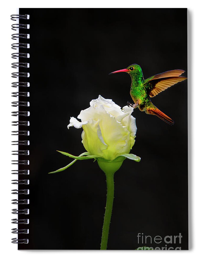 2202f Spiral Notebook featuring the photograph A White Rosebud Visited By Tom Thumb by Al Bourassa