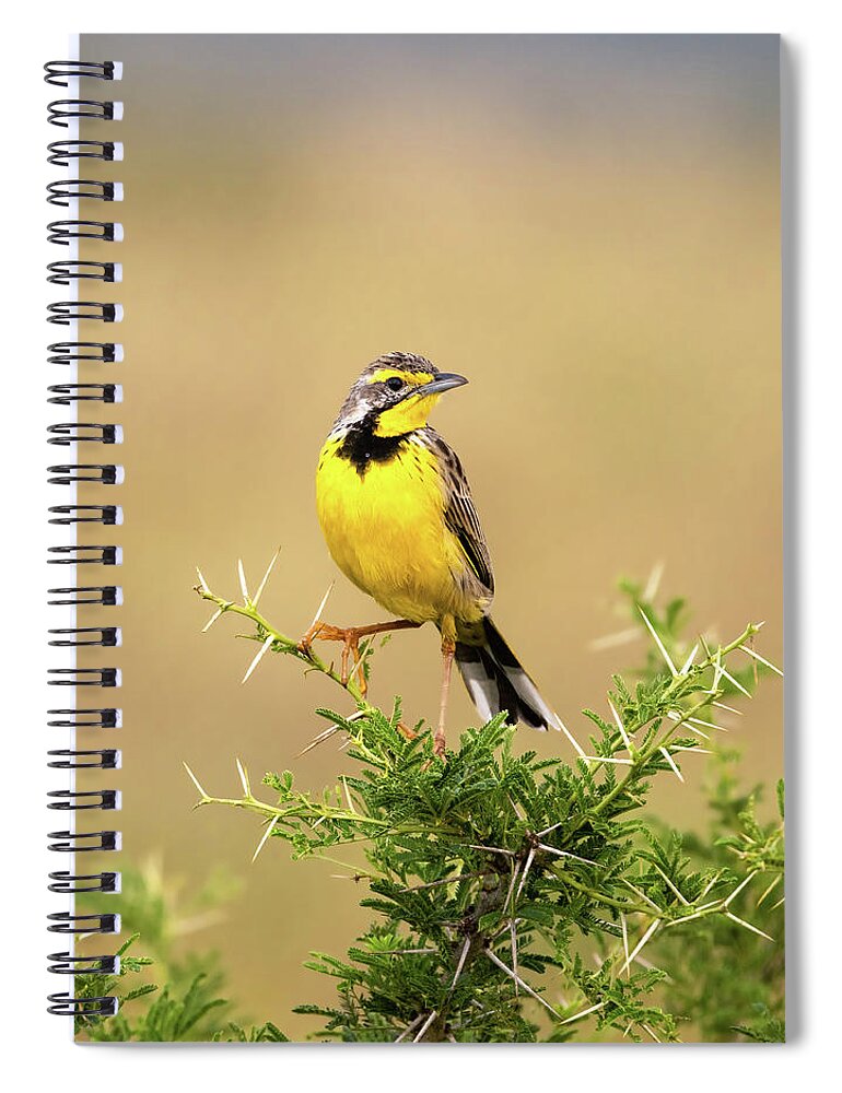 Yellow-throated Longclaw Spiral Notebook featuring the photograph A yellow-throated longclaw, macronyx croceus, perched on a thorn by Jane Rix