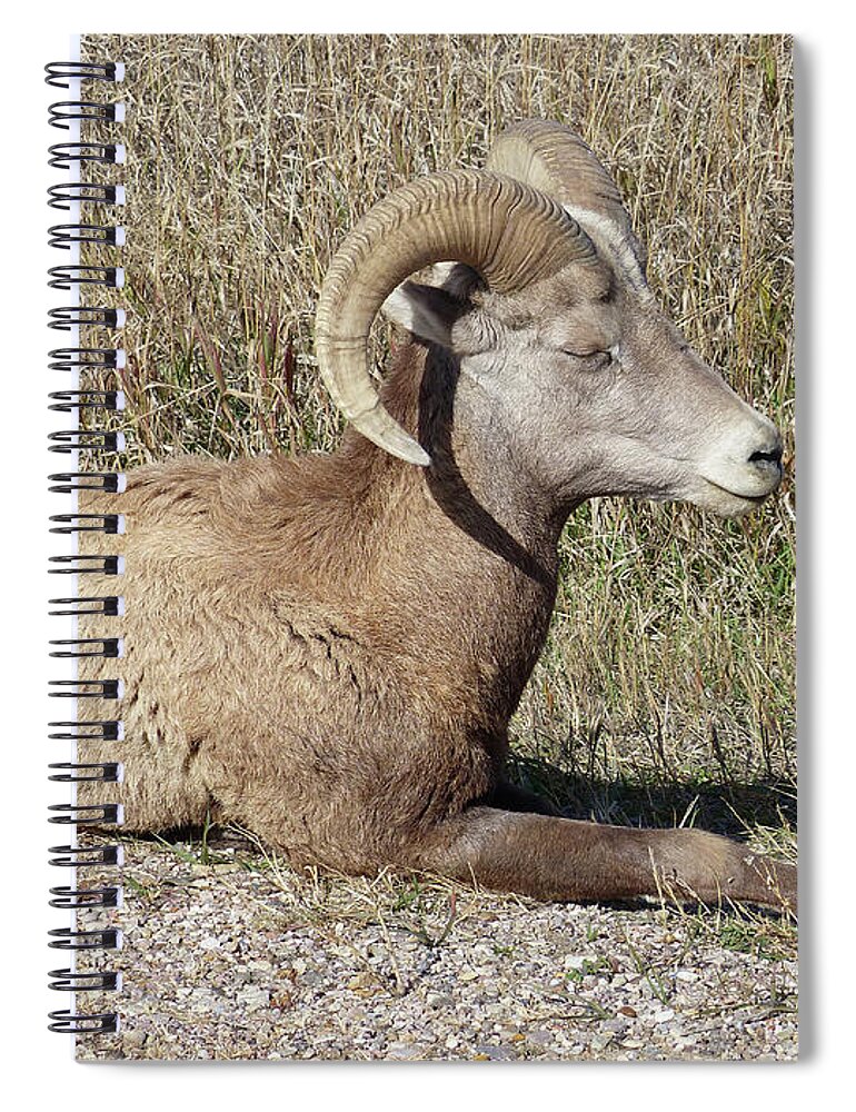Badlands National Park Spiral Notebook featuring the photograph A Young Bighorn by Rosanne Licciardi