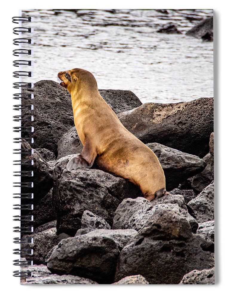 Sea Lion Spiral Notebook featuring the photograph A Young Sea Lion Looking Out on the Ocean by L Bosco