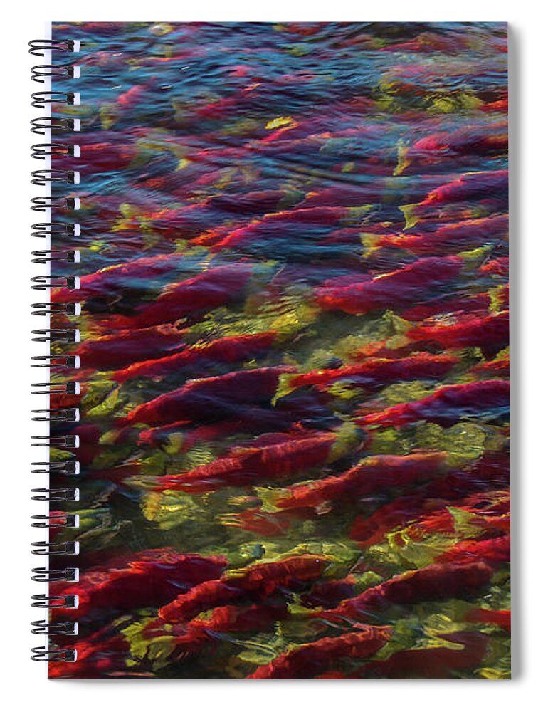 Adams River Spiral Notebook featuring the photograph Adams River Sockeye Migrating Upstream by Nancy Gleason