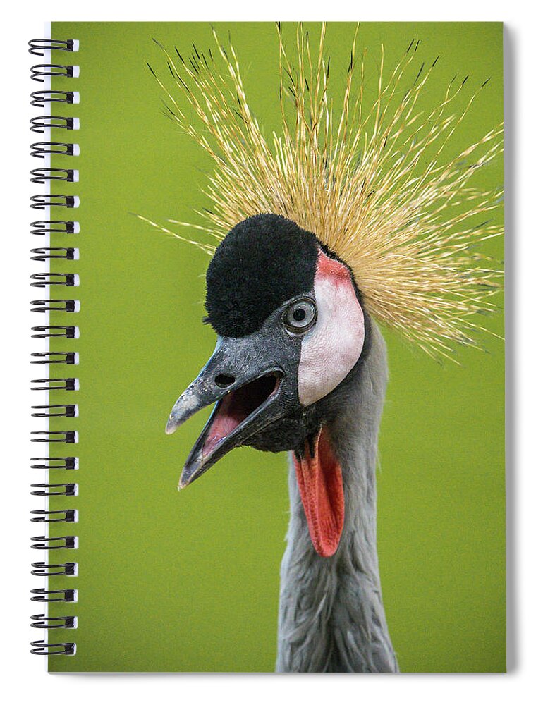 African Crowned Crane Spiral Notebook featuring the photograph African Crowned Crane by Mark Mille