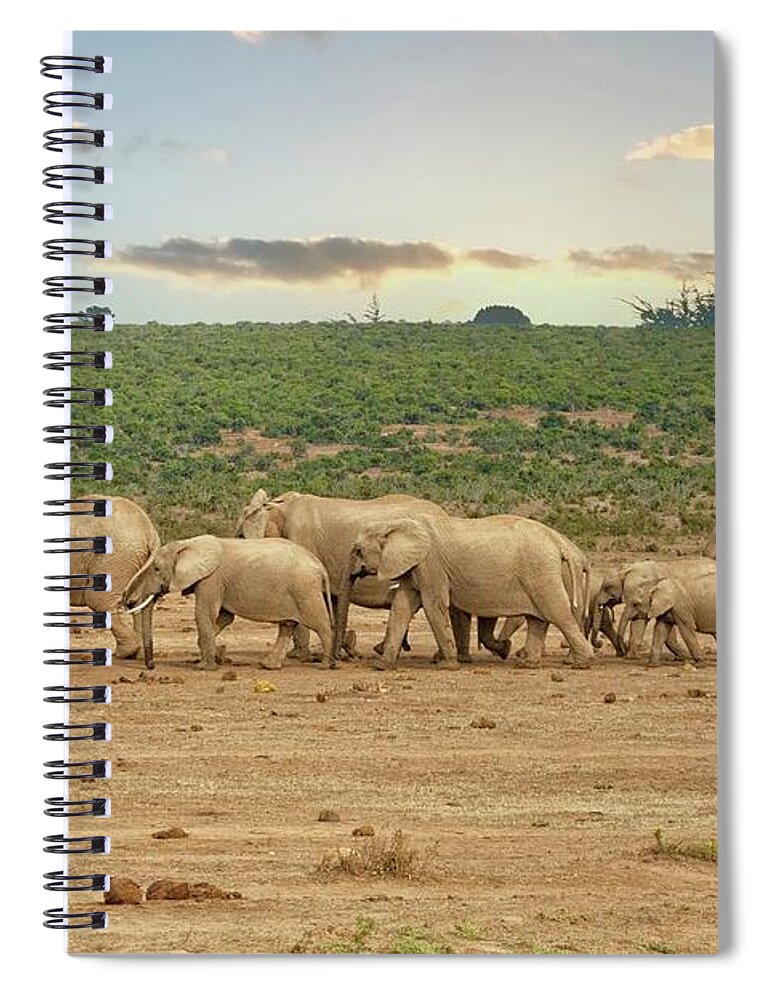 Addo Elephant Park Spiral Notebook featuring the photograph African elephants in a row in South Africa by Patricia Hofmeester