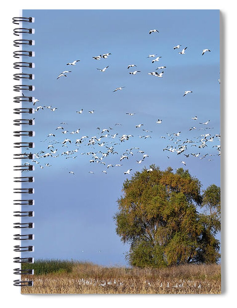 Geese Spiral Notebook featuring the photograph Afternoon Flight by Alan C Wade
