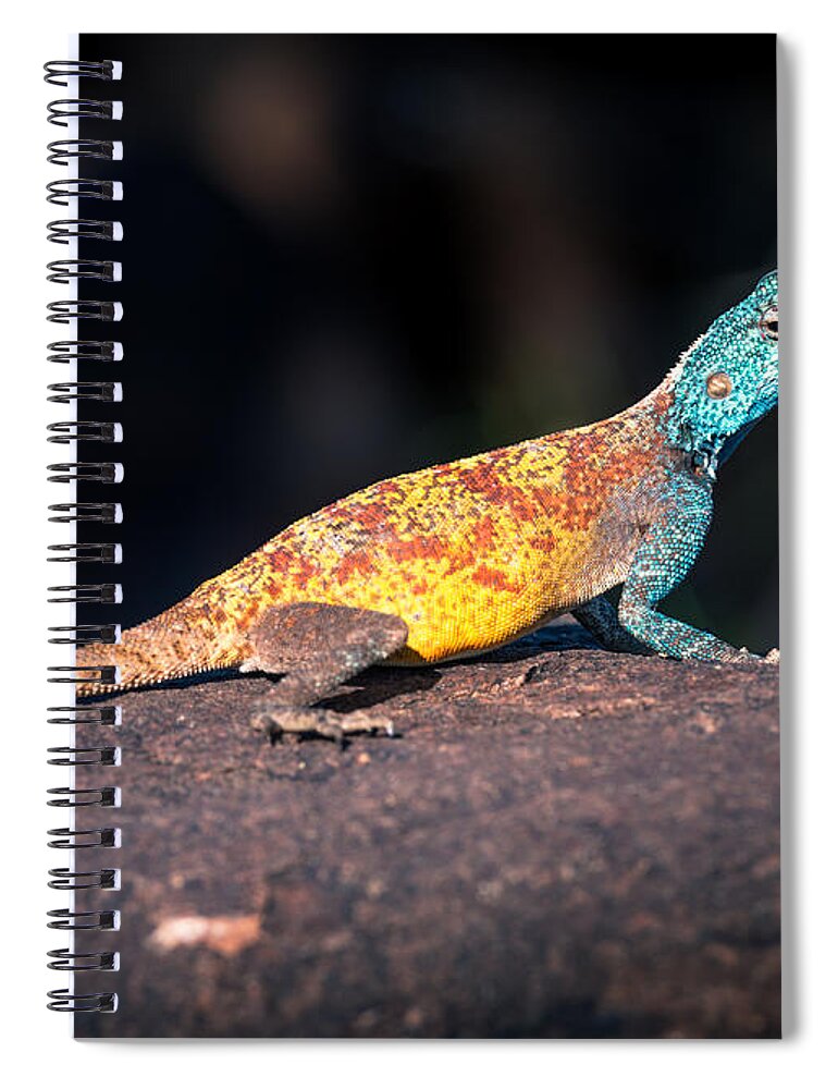 Namib Rock Agama Spiral Notebook featuring the photograph Agama planiceps by Peter Boehringer