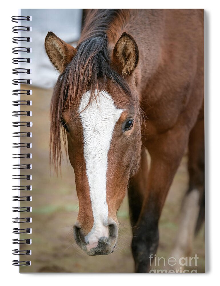 Horse Spiral Notebook featuring the photograph Agave by Lisa Manifold