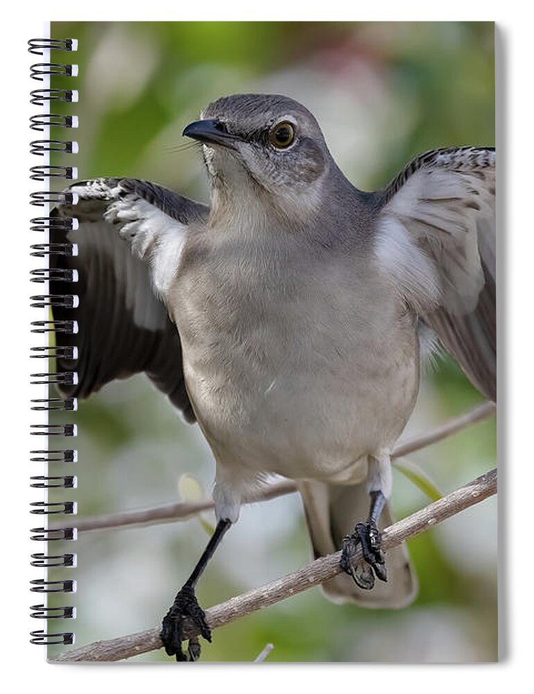 Northern Mockingbird Spiral Notebook featuring the photograph Aggressive by RD Allen