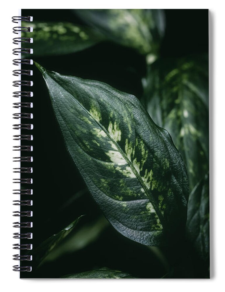 Decoration Spiral Notebook featuring the photograph Aglaonema houseplant leaves by Benoit Bruchez