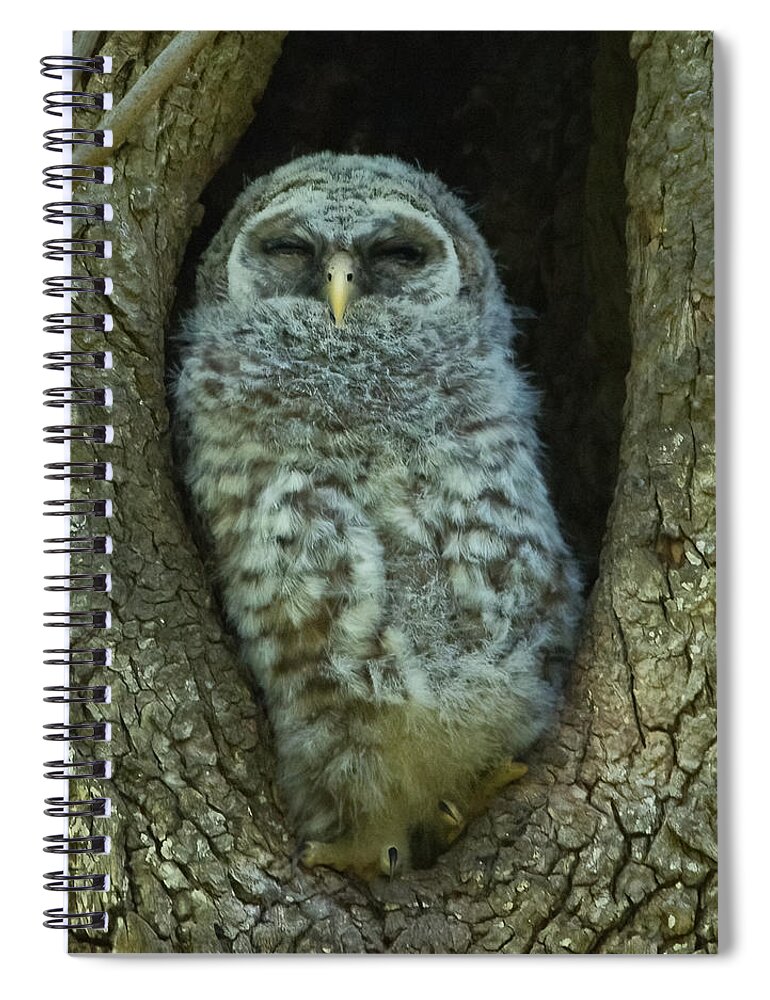 Owlet Spiral Notebook featuring the photograph Al Fresca Nap by Judy Cuddehe