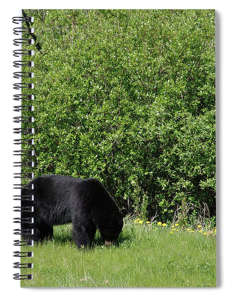 Alaska Highway Black Bear British Columbia Spiral Notebook featuring the photograph Alaska Highway Black Bear 2008061702398 by Robert Braley