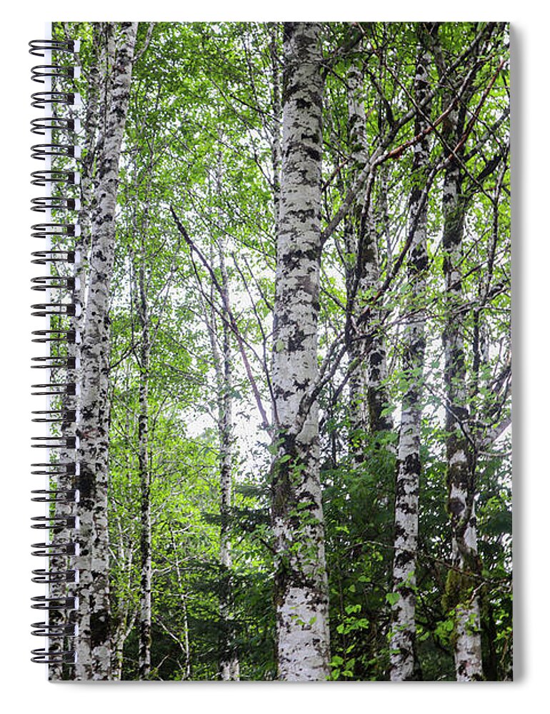 Alaska Spiral Notebook featuring the photograph Alaska White Birch Forest by Ed Williams