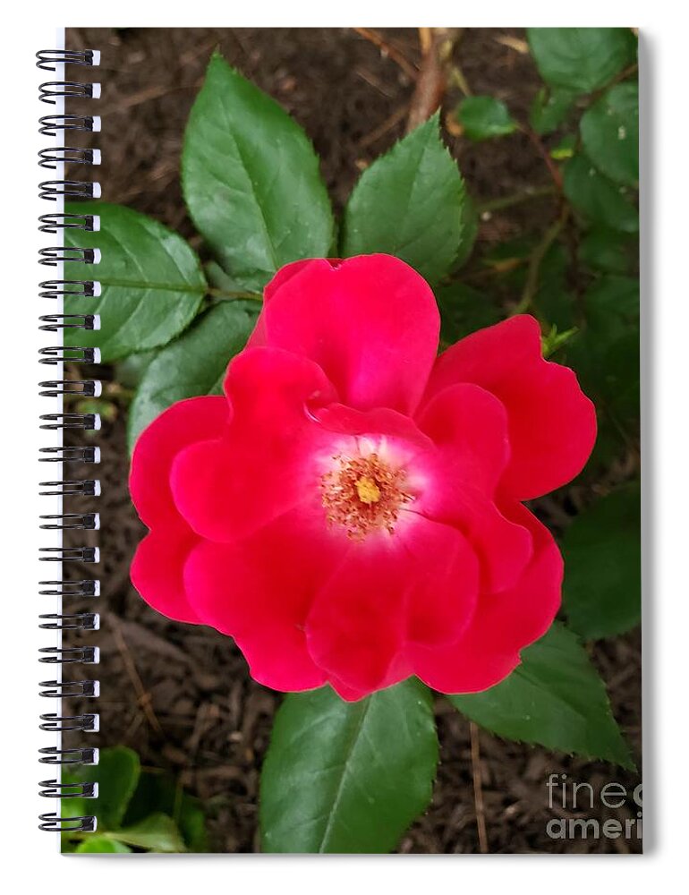 A Rose Spiral Notebook featuring the painting All Love by Margaret Welsh Willowsilk