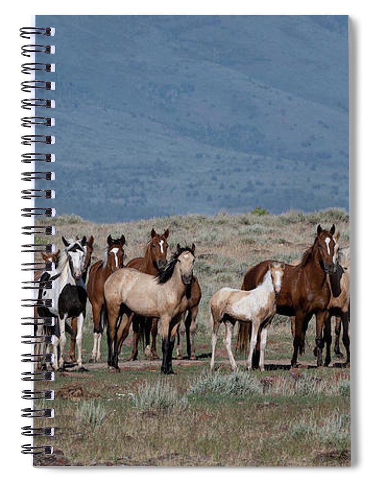 Wild Horses Spiral Notebook featuring the photograph All the Pretty Horses by Mary Hone