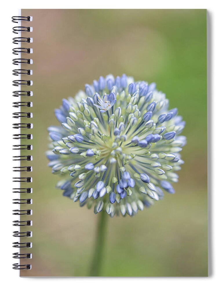 Flower Spiral Notebook featuring the photograph Allium by Alicia Glassmeyer