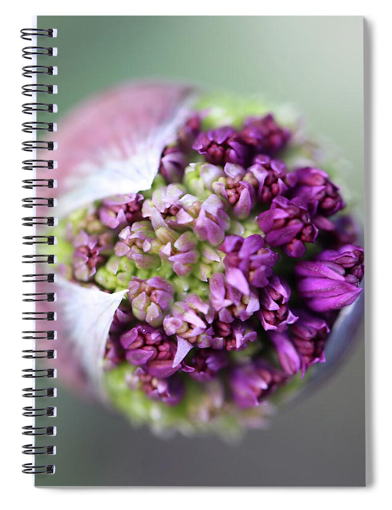 Beautiful Spiral Notebook featuring the photograph Allium New Beginnings by Tammy Pool