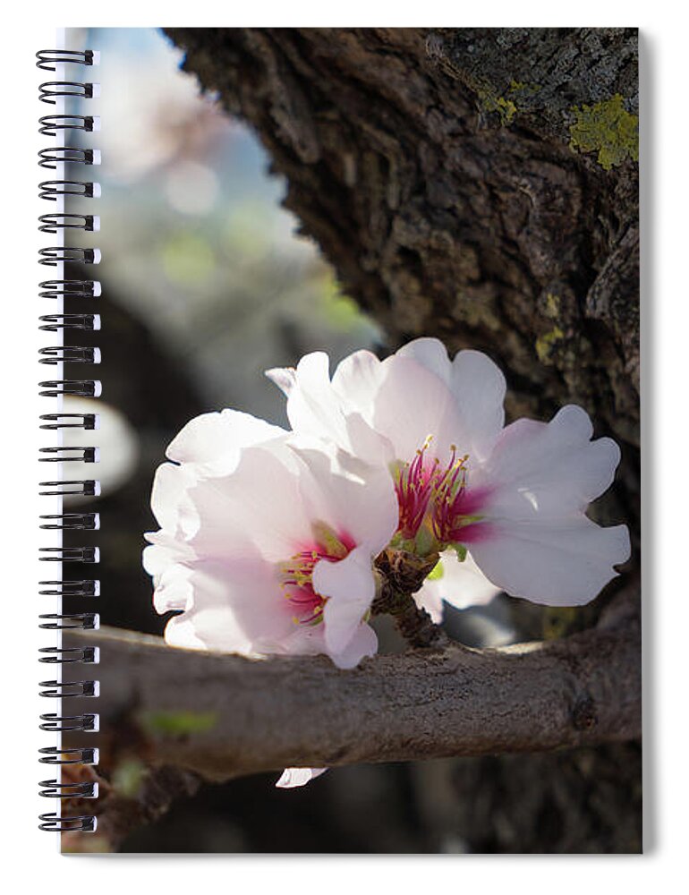 Almond Blossom Spiral Notebook featuring the photograph Almond Blossom 6 by Adriana Mueller
