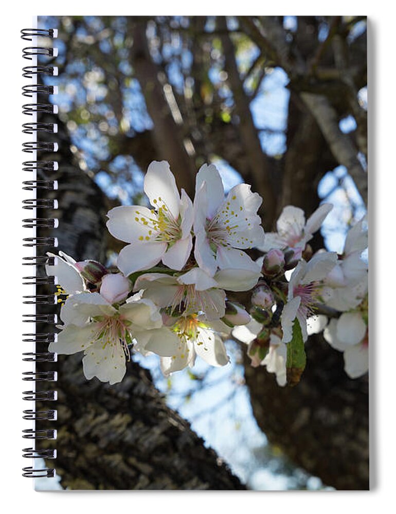 Almond Blossom Spiral Notebook featuring the photograph White flowers in the penumbra of the almond tree by Adriana Mueller