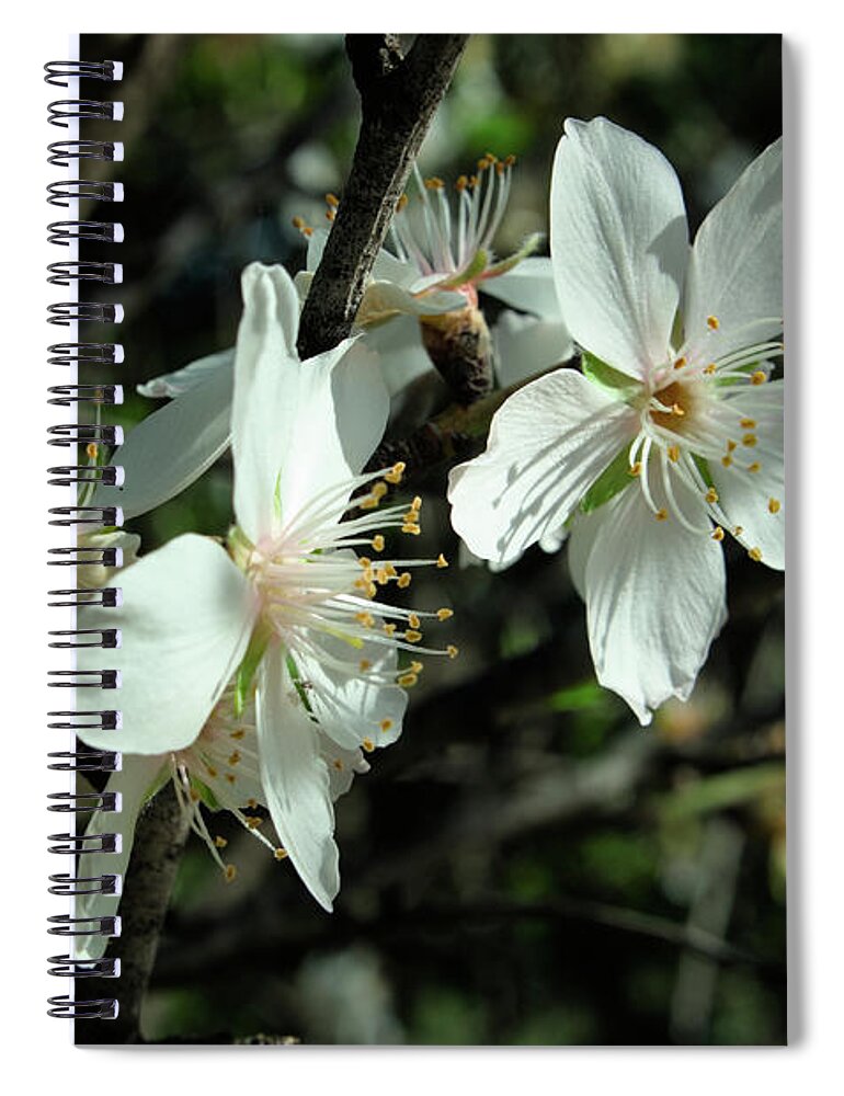 Algarve Spiral Notebook featuring the photograph Almond Flowers Blossoms of Spring by Angelo DeVal