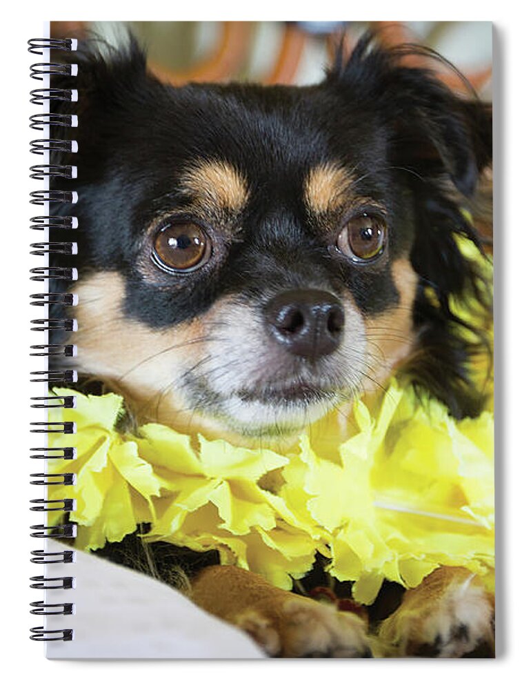 Dog Spiral Notebook featuring the photograph Aloha Miss Pua by Denise Bird