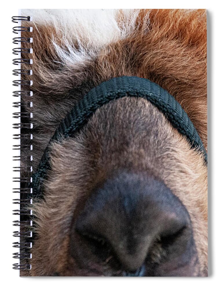 Windmill Market Spiral Notebook featuring the photograph Alpaca Eyes by Bob Phillips