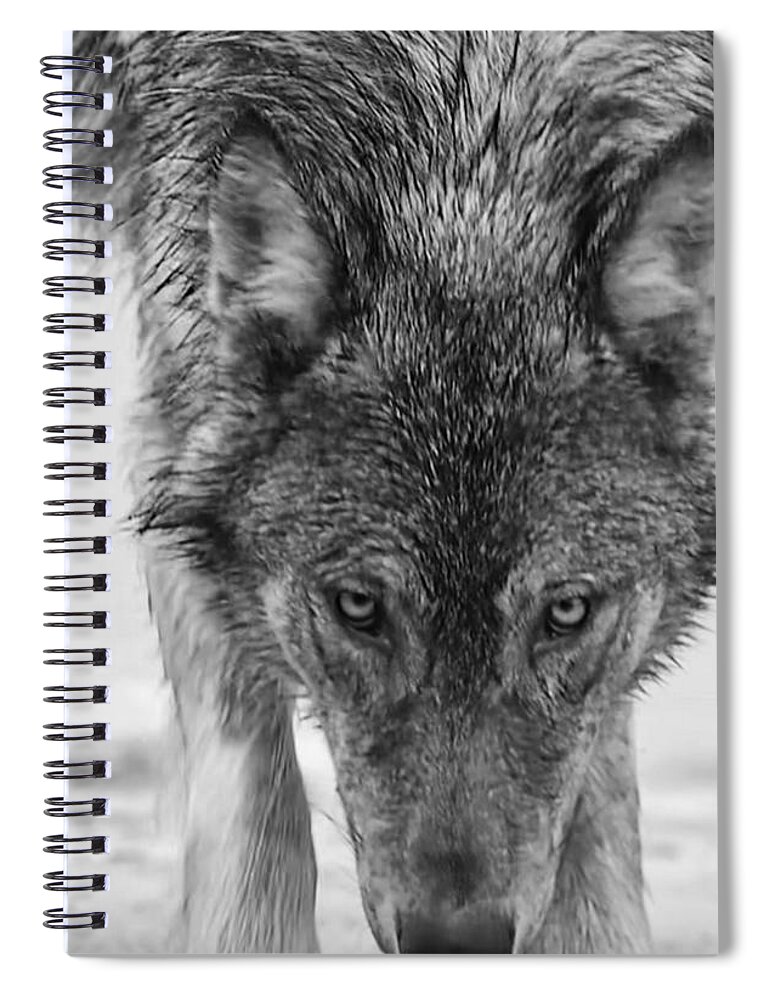 Wolf Spiral Notebook featuring the photograph Alpha by Carolyn Mickulas