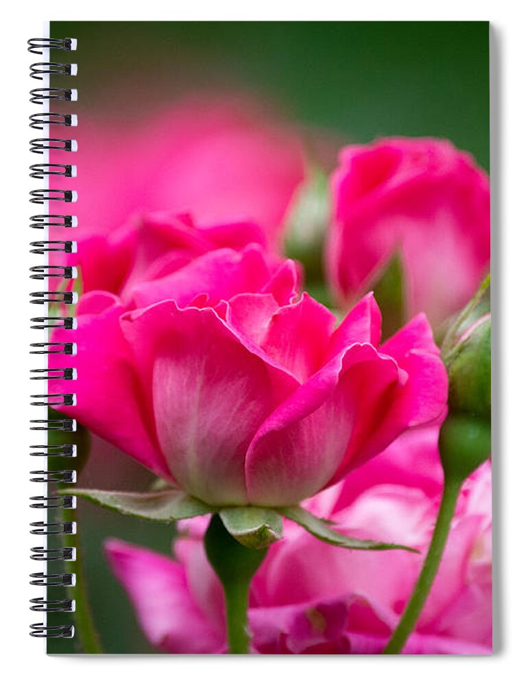 Pink Spiral Notebook featuring the photograph Always Comes Back to Pink by Linda Bonaccorsi