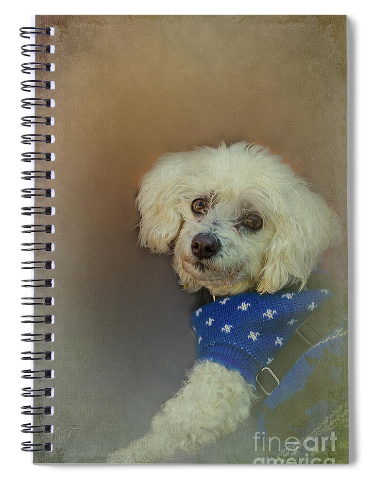 Poodle Spiral Notebook featuring the photograph Am I cute or What? by Elaine Teague