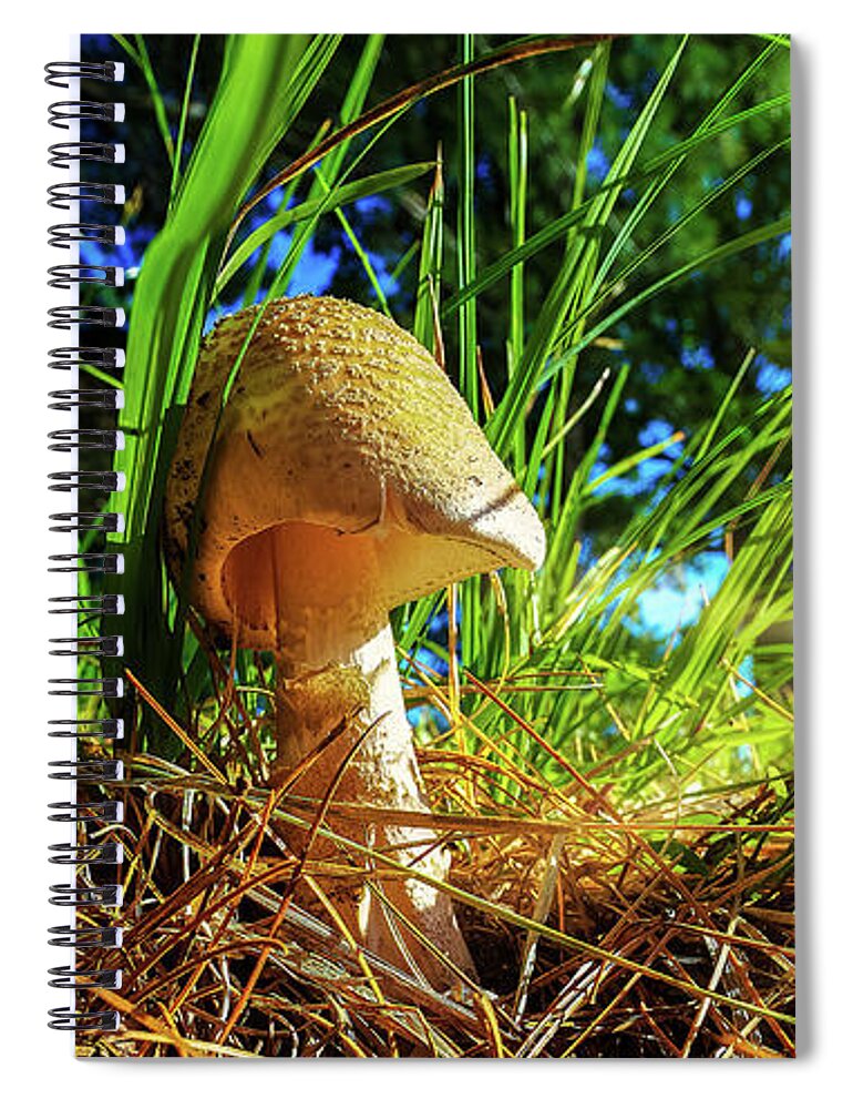 Amantia Muscaria Spiral Notebook featuring the photograph Amantia Muscaria Mushroom by Bob Orsillo