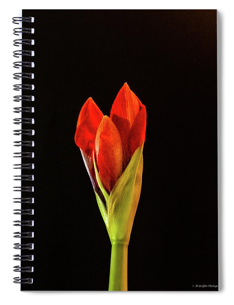 Amaryllis Spiral Notebook featuring the photograph Amaryllis #5 by Al Griffin