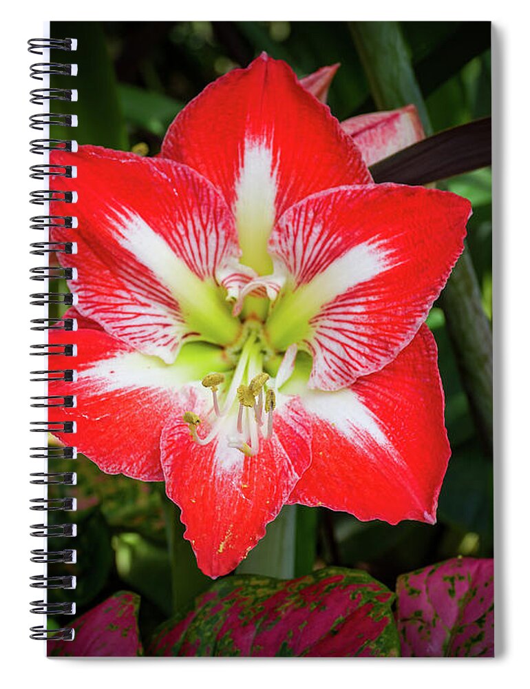 Flowers/plants Spiral Notebook featuring the photograph Amaryllis Flower by Louis Dallara