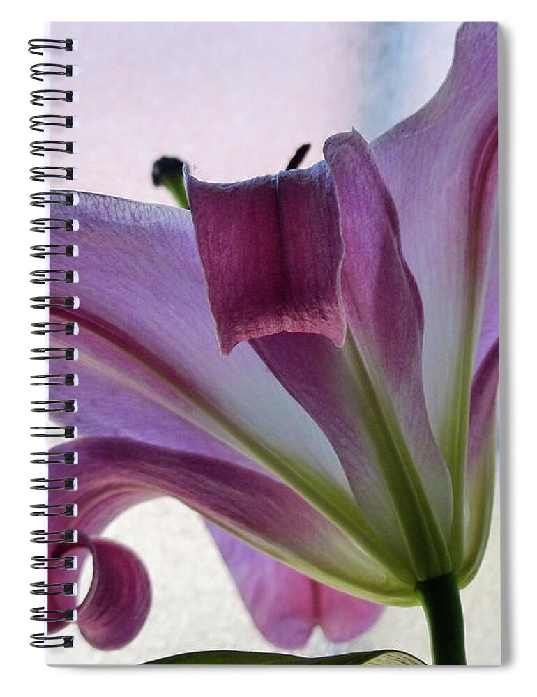 Backlit Flower Spiral Notebook featuring the photograph Amazing Grace by Rosanne Licciardi