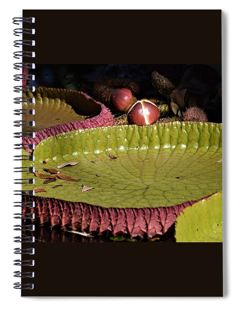 Amazon Water Lily Spiral Notebook featuring the photograph Amazon Water Lily by Warren Thompson