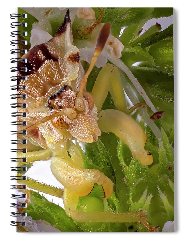 Ambush Bug Spiral Notebook featuring the photograph Ambush Bug 1 by Endre Balogh