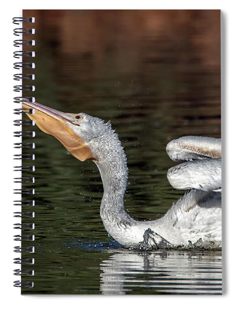 American White Pelican Spiral Notebook featuring the photograph Amercian White Pelican 2729-111520-2 by Tam Ryan