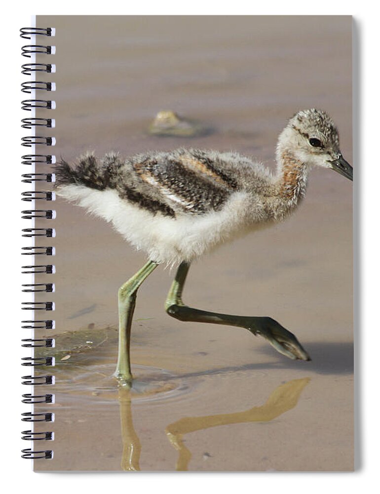 American Avocet Chick #0098 Spiral Notebook featuring the digital art American Avocet Chick #0098 by Tom Janca