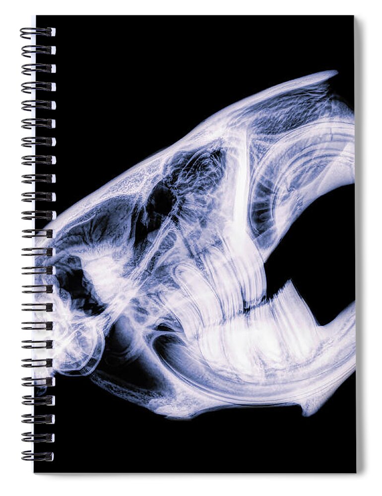 Mammal Spiral Notebook featuring the photograph American Beaver -3 by Rob Graham