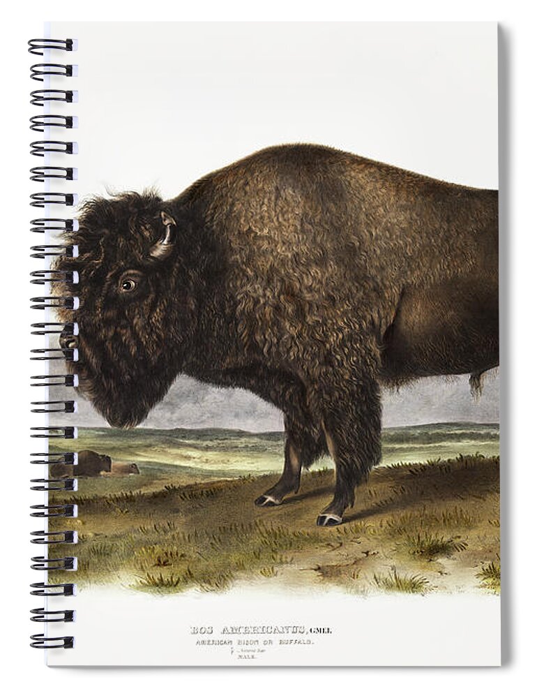 American Animals Spiral Notebook featuring the mixed media American Bison. John Woodhouse Audubon by World Art Collective