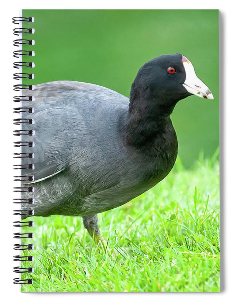 Adult Spiral Notebook featuring the photograph American Coot Grazing in the Grass by Jeff Goulden